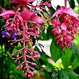 Medinilla Magnifica Plant Live - Malaysian Orchid Plant Live 3-8' Tall, in 3' Pot (Pink Flowers)