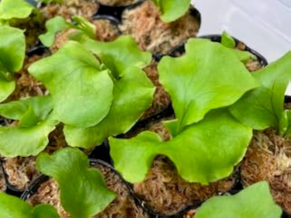 た*や様 【大株】ビカクシダ リドレイ ワイルド P. ridleyi wild Amazon｜frog_yamato【ridleyi Center Borneo wild】リドレイ ワイルド