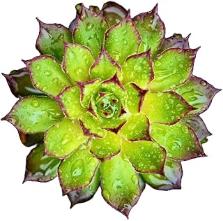 Hens and Chicks Succulent, Sempervivum Tectorum Succulent Plant, 4 inch Pot