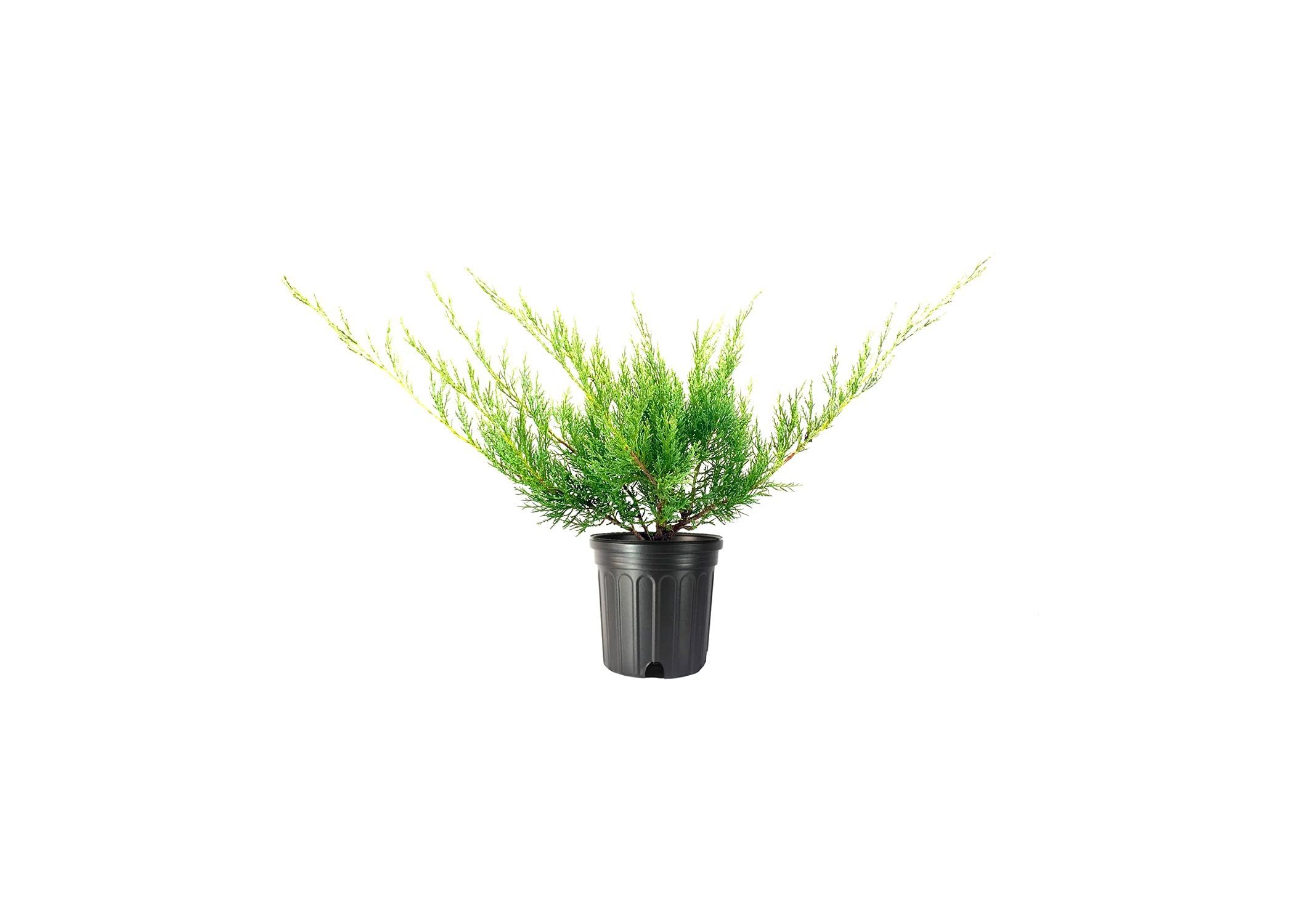 Amazon.com : Hetzi Juniper | 3 Live Gallon Size Trees | Juniperus