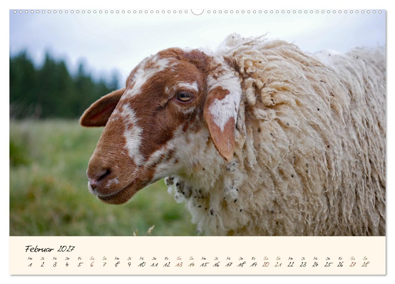 CALVENDO - Coburger Fuchsschaf (Wandkalender 2027 DIN A2 quer), Monatskalender: Porträts und besondere Momentaufnahmen einer alten Schafrasse