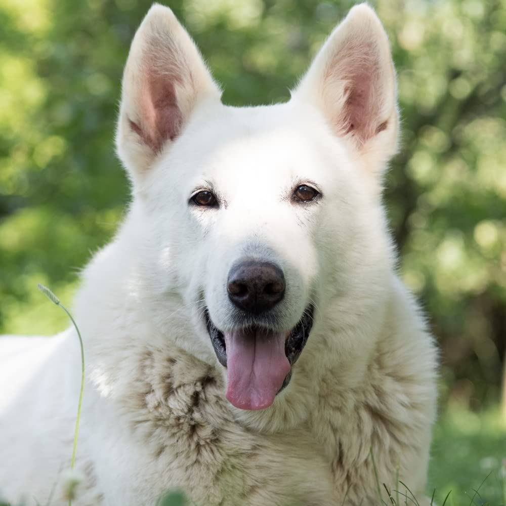 Huile de Foie de Morue 5 L - pour Chiens et Chats - Source de Vitamines A et D et d'Oméga 3 - Confort osseux et articulaire - Défenses immunitaires - Croissance - Développé en France