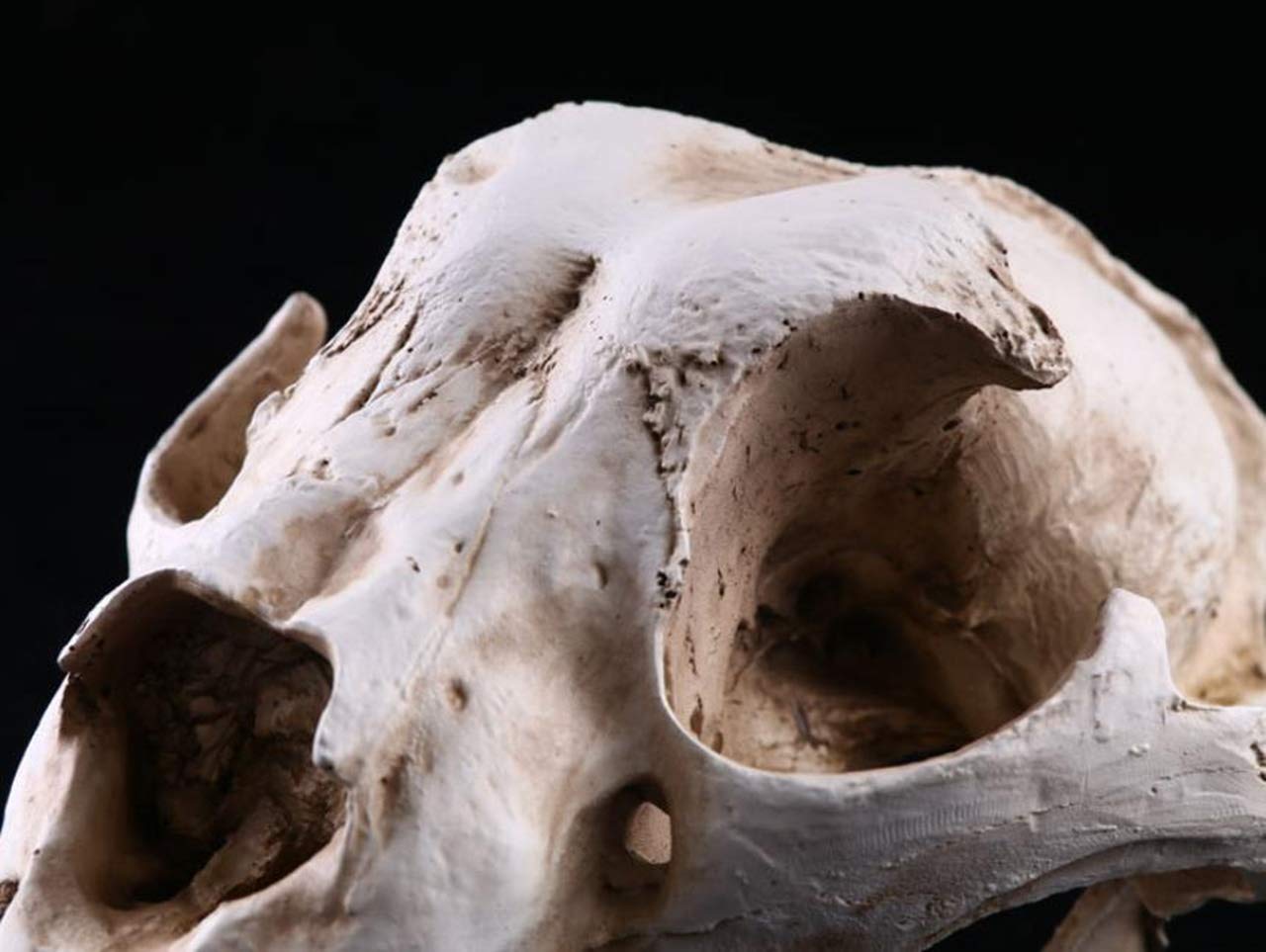 Amazon.co.jp: DeepGreenForest 骨 標本 模型 骨格 頭蓋骨 狼 ドクロ