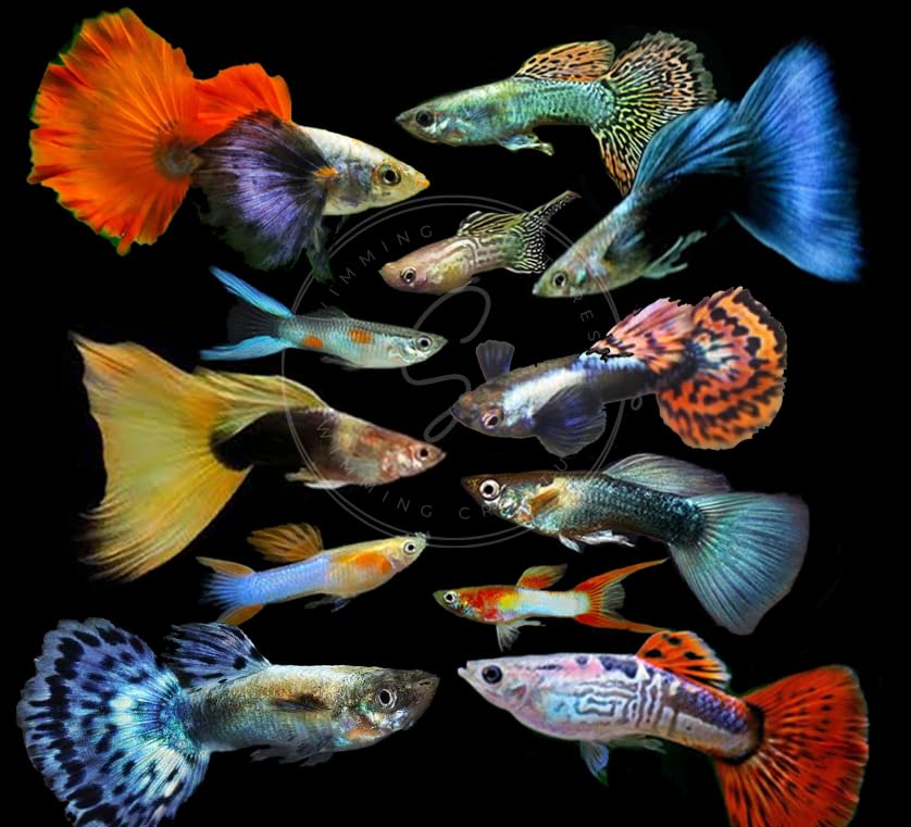 Swimming Creatures 6 Assorted Male Fancy Guppy Live Tropical Freshwater Aquarium Fish