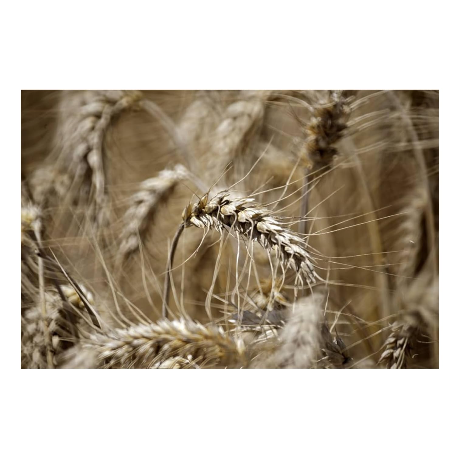 Farina di grano tenero speciale per pizza CAPUTO – Sacco da 25 kg | Farina italiana di qualità professionale | Ideale per pizze, pane e pasta fresca