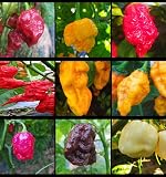 Scharfe Chili-Pfeffersamen, 10 +++, 9 Sorten, 90 Samen (Packung 6)