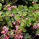 Symphorine 'Amethyst' - Symphoricarpos doorenbosii 'Amethyst' 50-60 C - 50-60 cm pot
