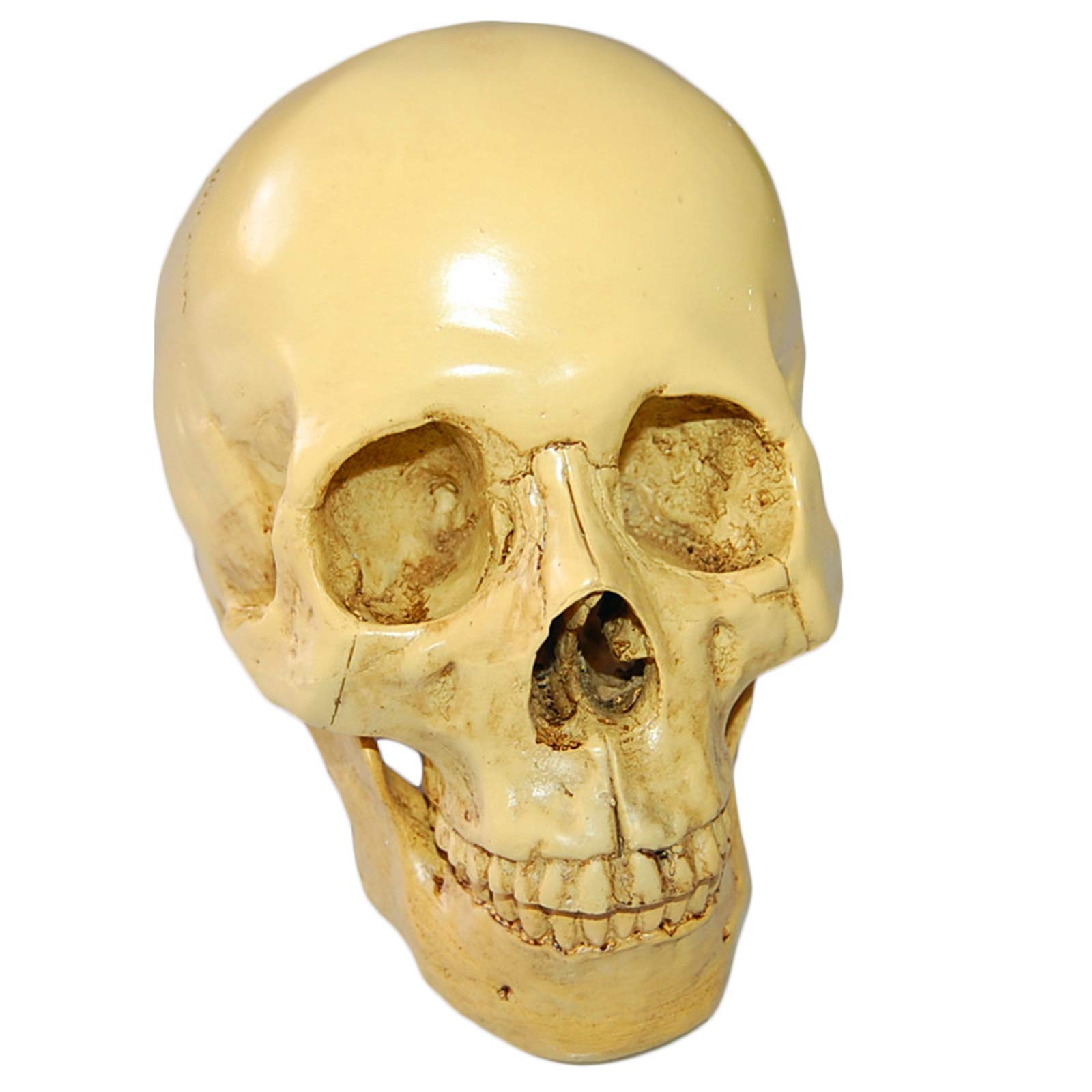 GTHTUHFD Nature Size Medical Skull Template - Human Skull Head Bone Template - Resin Skull Craft Skeleton Statue With Detachable Teetle - Skeleton Model