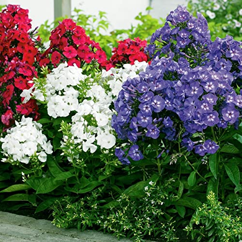 Votaniki Phlox Mix Roots - Long Blooming, Versatile, Perennial Phlox Roots for Planting | Sweet Smelling Flowers All Summer Long - Ideal for Container Gardens or Ground Plantings (12 Pack)