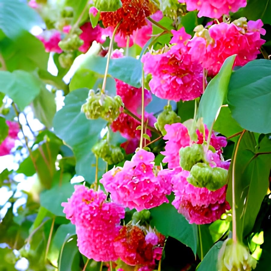 Hidden Enterprise Most Of The Indian Beautiful Strawberry Snowball pink Dombeya Flower Plant.For Home Garden Outdoor And Indoor Live 1healthy Plant.Pack Of 01. (B0D4JVRRB3) Amazon Price History, Amazon Price Tracker