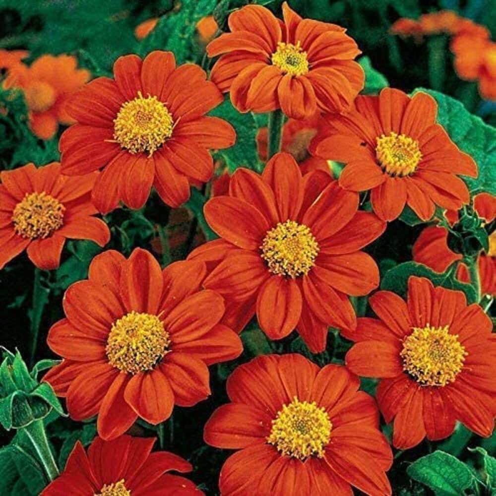 See full amazon price history chart for SRI SAI FORESTRY Mexican Sunflower Mix Color Ornamental Plant Flower Seeds for Home Garden Terrace Apartments Balcony Pack of 100 SRI SAI FORESTRY Mexican Sunflower Mix Color Ornamental Plant Flower Seeds for Home Garden Terrace Apartments Balcony Pack of 100 (B09J3L8M43) Amazon Price History, Amazon Price Tracker