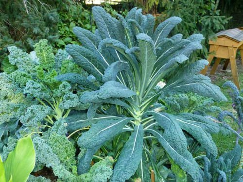 Kale Lacinato (Aka Dinosaur Or Tuscan) Great Heirloom Vegetable By Seed Kingdom 500 Seeds #TOP3