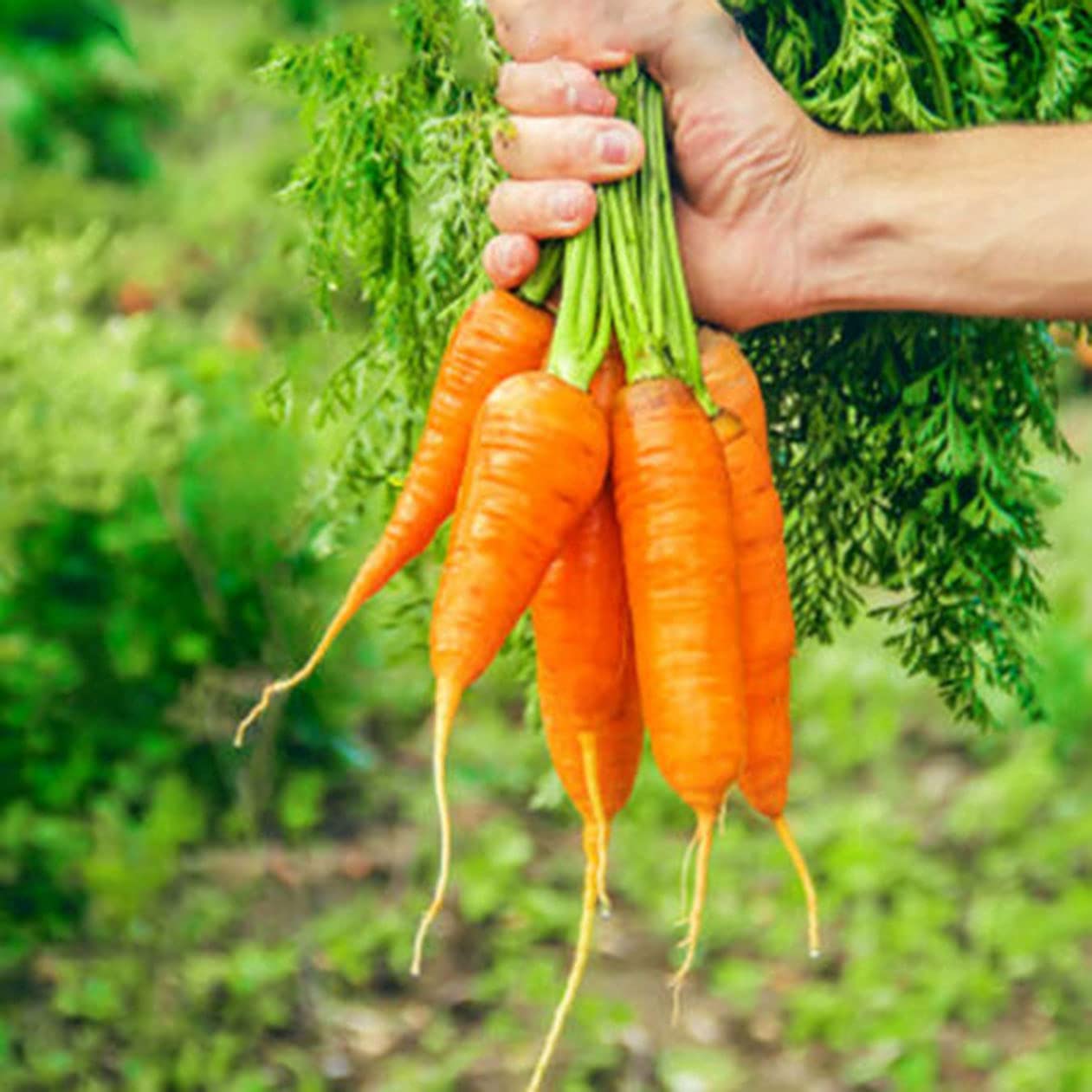 Buy4seeds Seed Tape - Carrot Amsterdam Seeds on Tape - 300 Seeds - Easy to Grow
