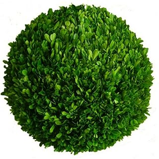 Mills Floral Preserved Boxwood Ball 16