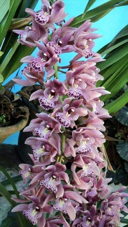 Rare Cymbidium Orchid Perennial Bulbs UK, Fragrant Flowers, Suitable for Garden Plants, Landscape Design, Indoor and Outdoor Potted Plants-3 Rhizome-G
