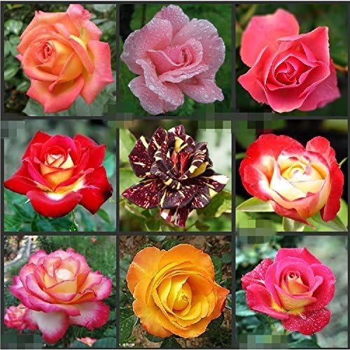 500 SEEDS MultiColored Chinese Rose Seeds Bonsai Flower Plant Seeds Patio
