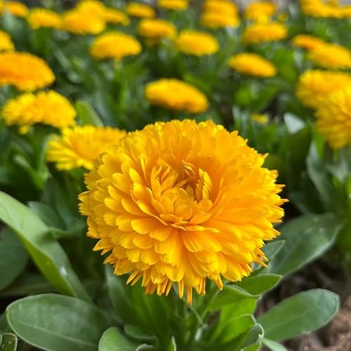 semi di calendula, Giardino interno, rari resistenti giardino 200pcs