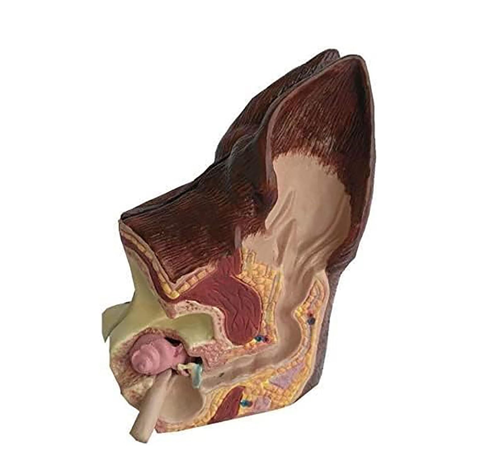Modelo de oreja canina, modelo anatómico de oreja de perro, lesión en la oreja de perro, modelo anatómico animal for anatomía y fisiología canina, material de exhibición didáctica, equipo veterinario
