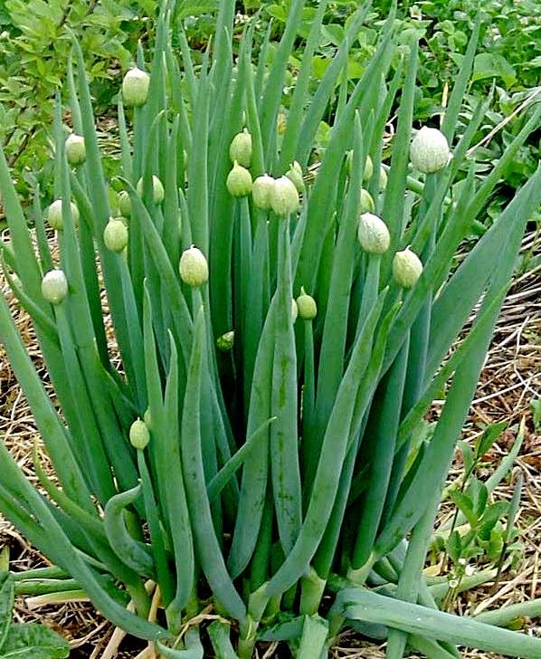 Winterheckenzwiebel Samen Allium fistulosum Welsh Onion mehrjährig winterhart (100 Samen)