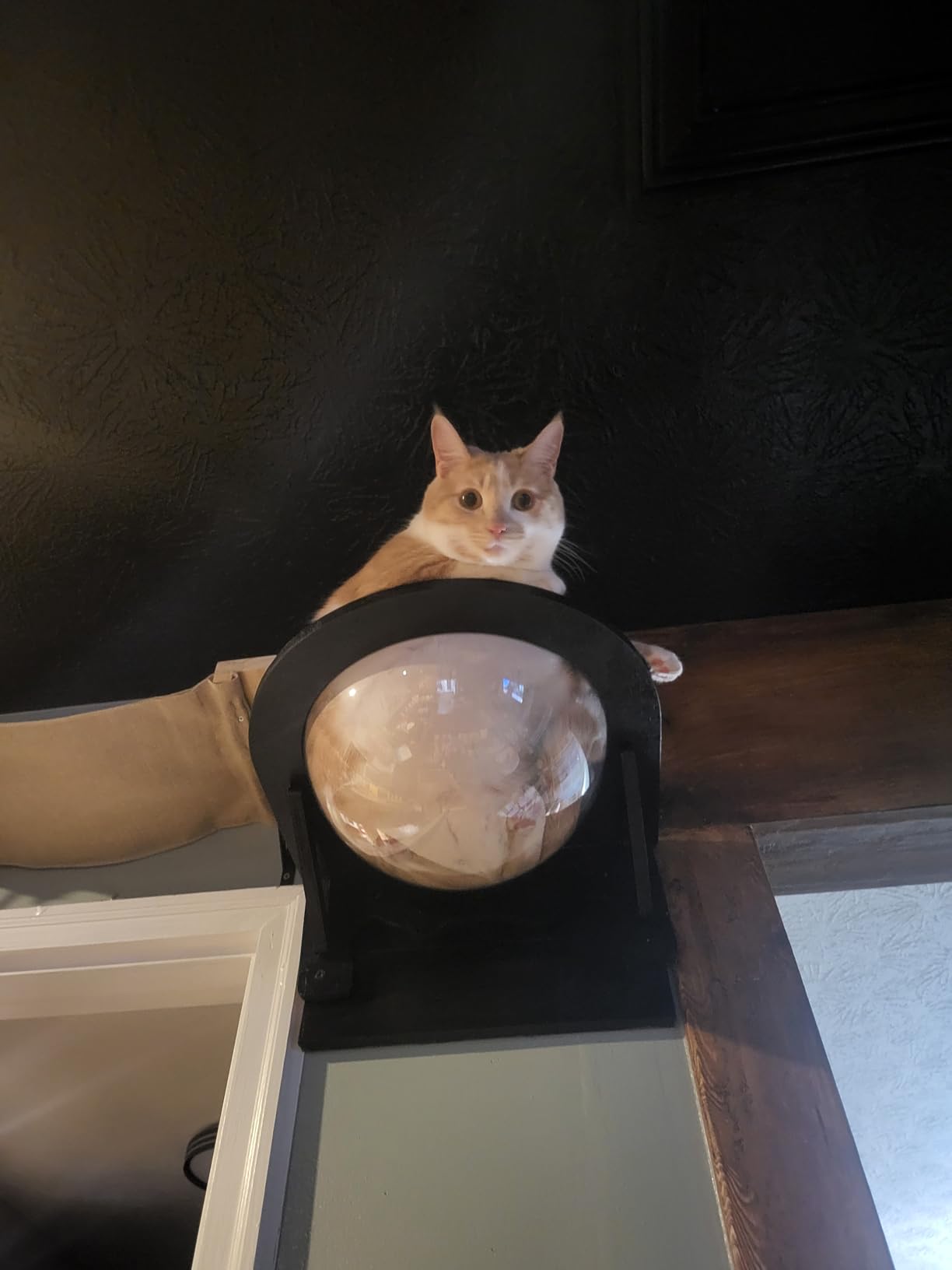 Wall Mounted Space Capsule Style Cat Bed