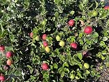 10 Natal Plum Seeds (Carissa Grandiflora) Edible Fruit Bush Shrub Seeds for Planting