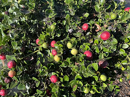 10 Natal Plum Seeds (Carissa Grandiflora) Edible Fruit Bush Shrub Seeds For Planting #TOP6