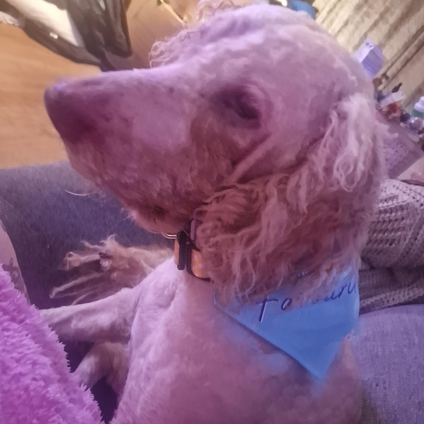 BarberBoss Pet QR-9082 Professional Dog Grooming Clippers Kit