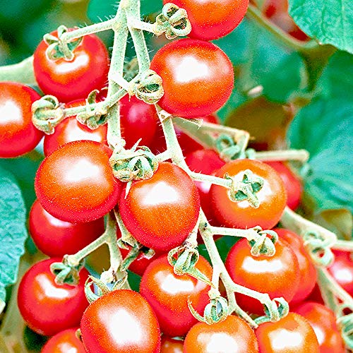 からみつく甘み!極甘ピッコラルージュミニトマトの苗【10.5cmポット 野菜 自根苗/2個セット】●新しいトマトの世界にようこそ。マウロの地中海トマト。トマトの本場イタリアのブリーダーが長年の育種により開発した超旨ミニトマト!からみつく甘み、濃赤色で高糖度!濃厚なコクが凝縮されたプレミアム品種をお楽しみください。(地域により遅霜にご注意ください)【※出荷タイミングにより、苗の大きさは大きくなったり小さくなったりしますが、生育に問題が無い苗を選んで出荷します。植物ですので多少の葉傷み等がある場合もございますが、あらかじめ、ご了承下さい】 からみつく甘み!極甘ピッコラルージュミニトマトの苗【10.5cmポット 野菜 自根苗/2個セット】●新しいトマトの世界にようこそ。マウロの地中海トマト。トマトの本場イタリアのブリーダーが長年の育種により開発した超旨ミニトマト!からみつく甘み、濃赤色で高糖度!濃厚なコクが凝縮されたプレミアム品種をお楽しみください。(地域により遅霜にご注意ください)【※出荷タイミングにより、苗の大きさは大きくなったり小さくなったりしますが、生育に問題が無い苗を選んで出荷します。植物ですので多少の葉傷み等がある場合もございますが、あらかじめ、ご了承下さい】