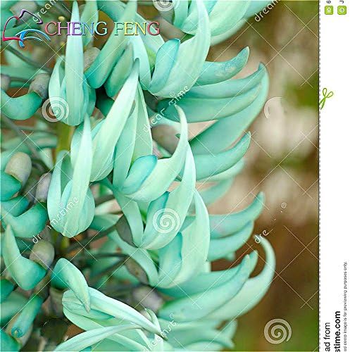 Hot Sale 20 Pcs/Packing Rare Heirloom Mucuna Blue Red Black Jade Vine Seeds Very Beautiful and Perennial Bonsai Flowers Seed of Hope