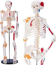 (Physical The Supervision) Human Body Skeletal Model, Ligament Reproduction, Muscle Coloring, Bone Model, Spinal Nerve Root Anatomy, 33.5 inches (85 cm), Stand Included