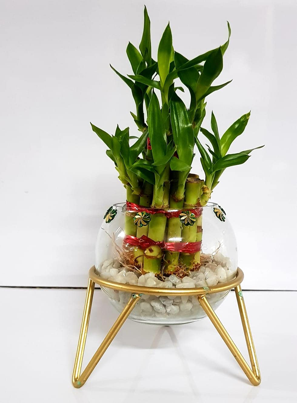 R.R.V. INTERNATIONAL 2 Layer Lucky Bamboo with Metal Stand and Glass Vase for Indoor | Home Decor Live Plant | Metal Planter for Office, Living Room and Garden (B0BVW5TBWM) Amazon Price History, Amazon Price Tracker