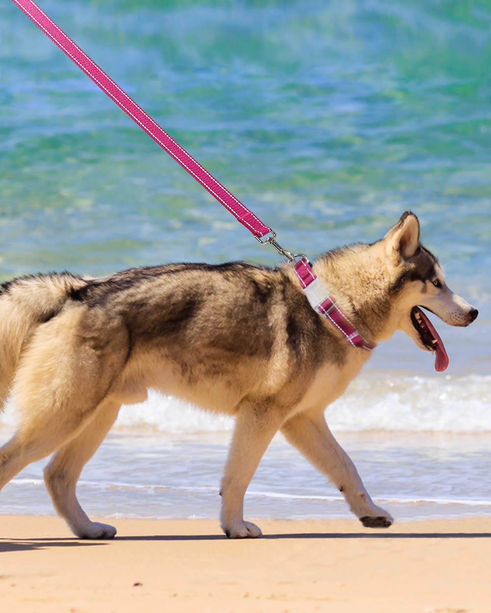 Taglory Guinzaglio per Cani Riflettente con Manico Imbottito e Gancio in Metallo, Nylon Resistente Addestramento Cane Guinzaglio, 1.8 Metri Rosa Caldo
