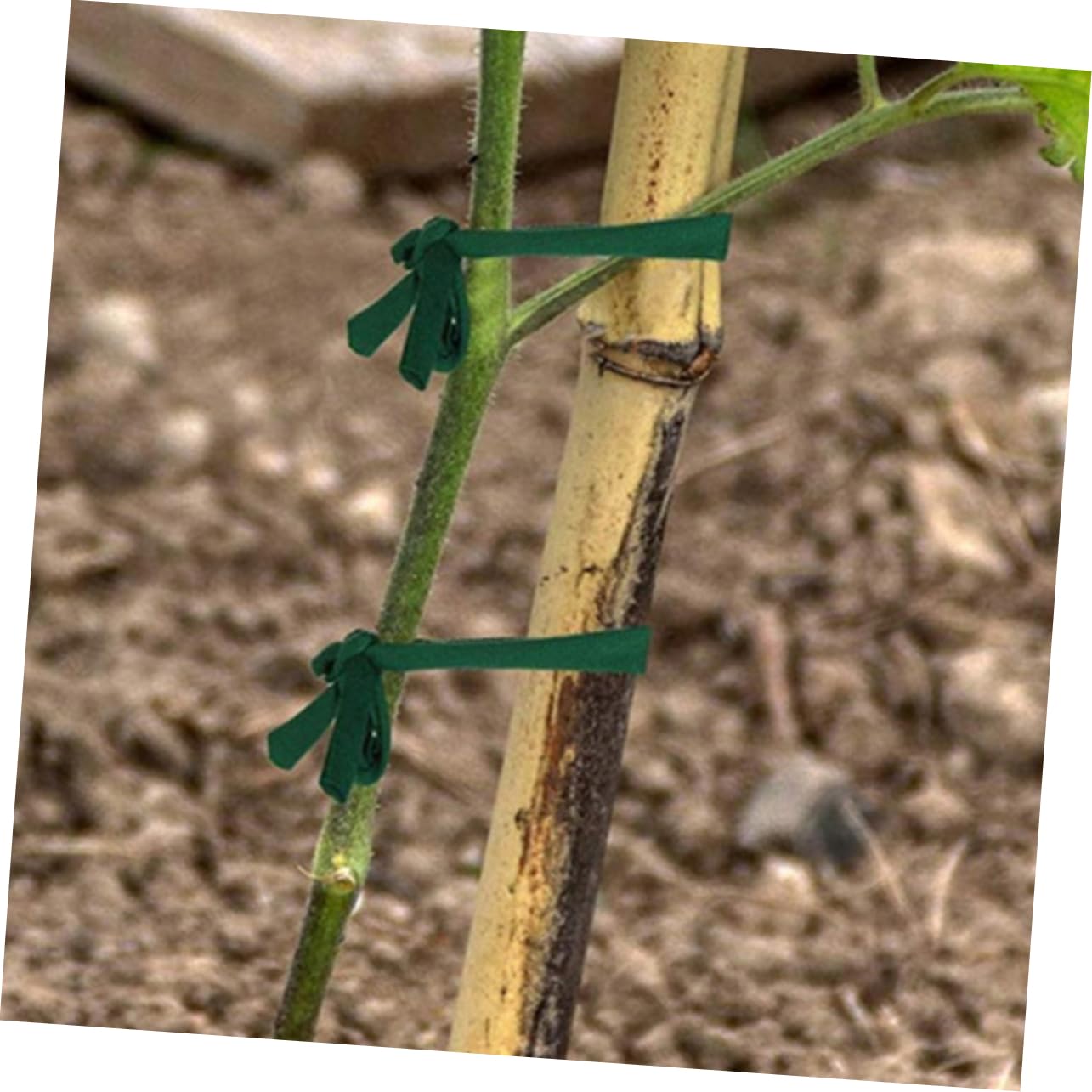 ibasenice 5 Ensembles Sangles De Soutien pour Arbres Plantes Résistantes Ajustables pour Jardinage Extérieur Fixation Sécurisée Durable 2 Rouleaux*5