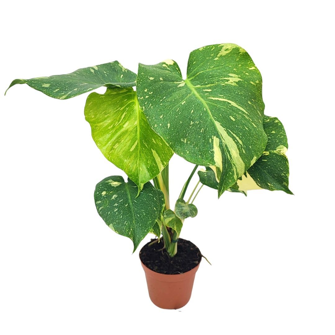 I GIARDINI DI GIULIA - Monstera Thai Constellation | Pianta da Collezione Vero | Crescita Veloce | Purifica l'Aria | Facile Manutenzione | Piante Vere da Interno, Verde e Bianco, 70 cm, Vaso 17 cm