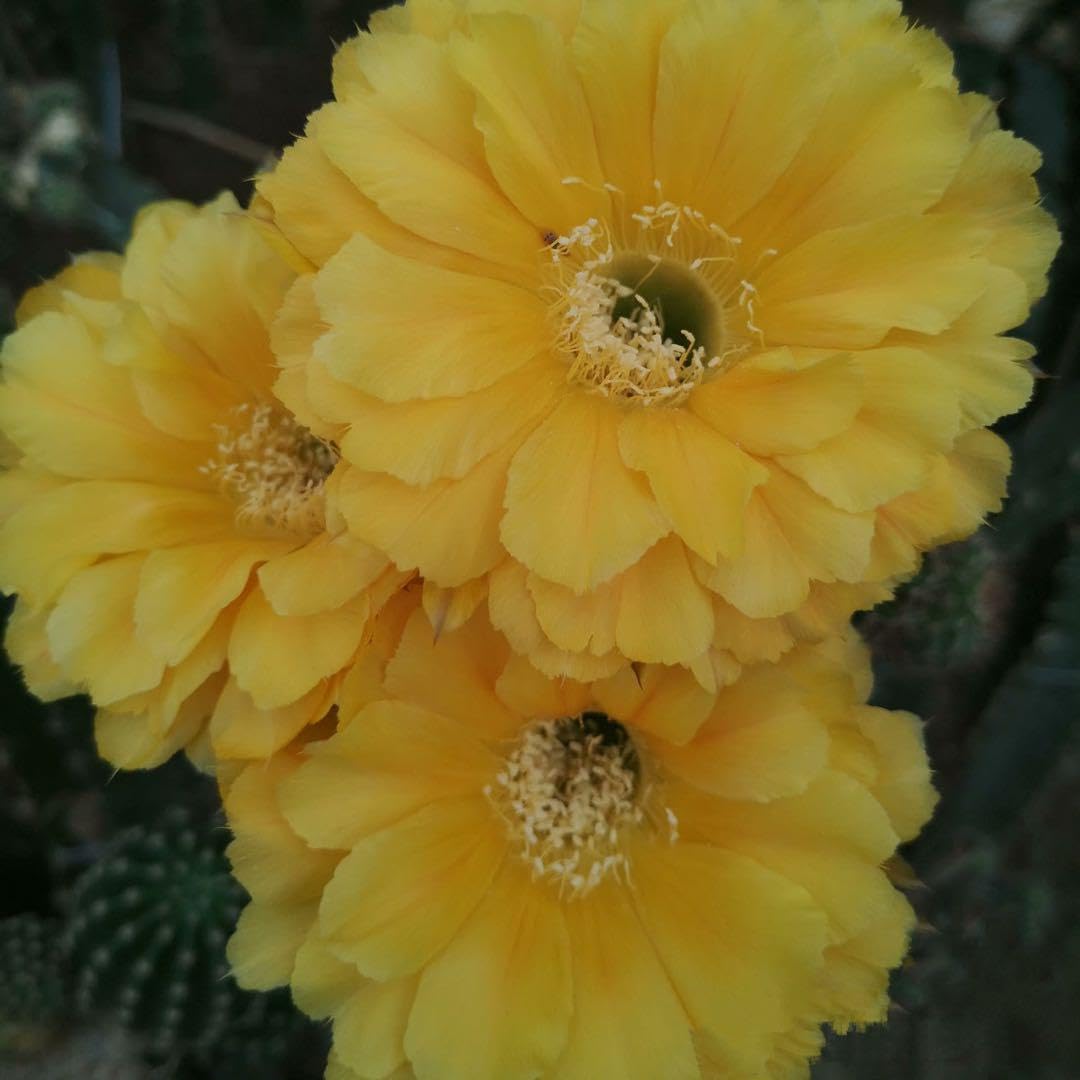 花サボテン カキコ1個♪ 【公式通販】