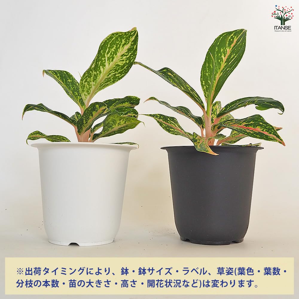 Amazon.co.jp: ITANSE アグラオネマ ピンクバタフライ 斑入り 4