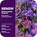 OLLY Renew Body Wash with Vitamin D, Retinol & Botanicals – Nourishing Cleanser for Skin Barrier Repair, Deep Hydration, Jasmine Bergamot Scent, 17oz