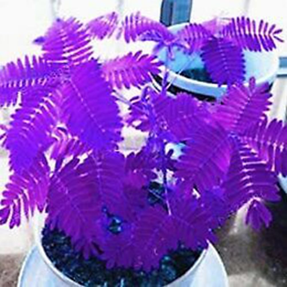 Mimosa Pudica Graines 100 Pcs, Jardin Bonsaï Plantes Décor Maison Pourpre