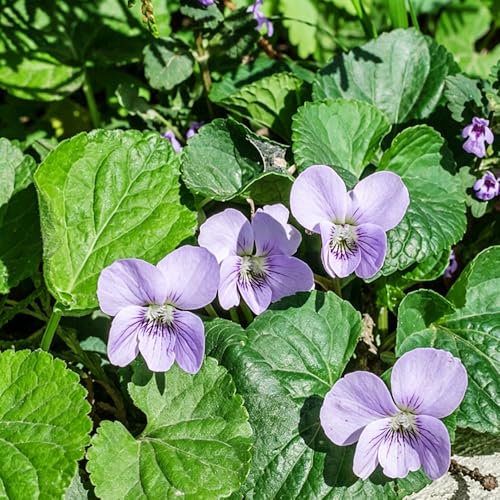 violetas fragantes - Viola odorata - decoraciones de jardín exteriores decoración de sala estar decoración balcones resistentes pleno sol semillas cortadas 350pcs