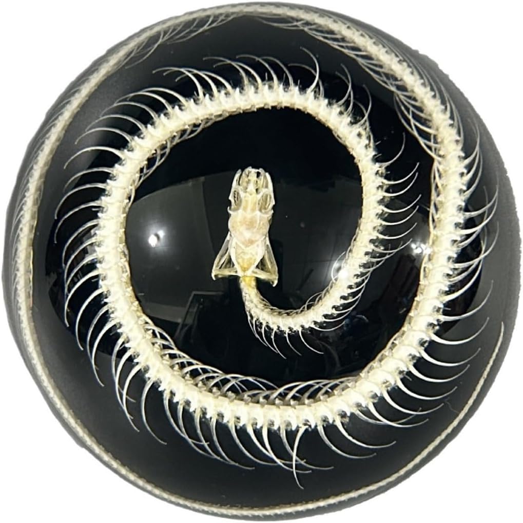 Taxidermy Circular Snake Resin Skeleton, Simulated Animals Skulls, Bones Specimen, Science Classroom Specimens for Science Education, Tabletop Ornaments