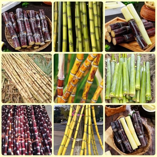 semi di canna da zucchero - frutto colonnare Saccharum officinarum - semi di esotici regali del giardino da frutto colonnari 450pcs