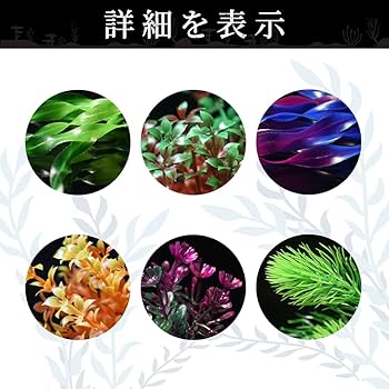 ［確認用］水生植物　苗 チャーム（ペット） （ビオトープ）水生植物 ミズトクサ（1