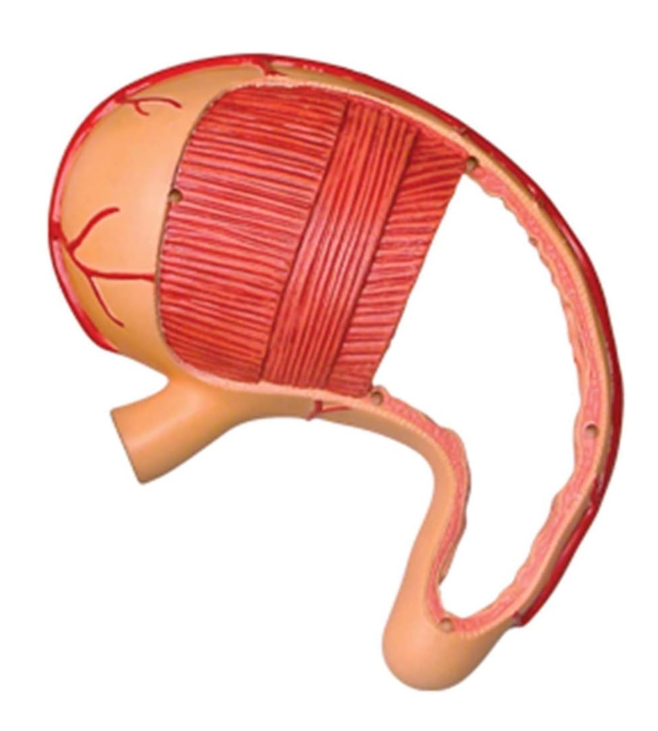 Anatomía De La Educación Modelo De Anatomía Órganos del Estómago Anatómico Humanos Desmontable 12 Piezas Humana Muñeca de Anatomía