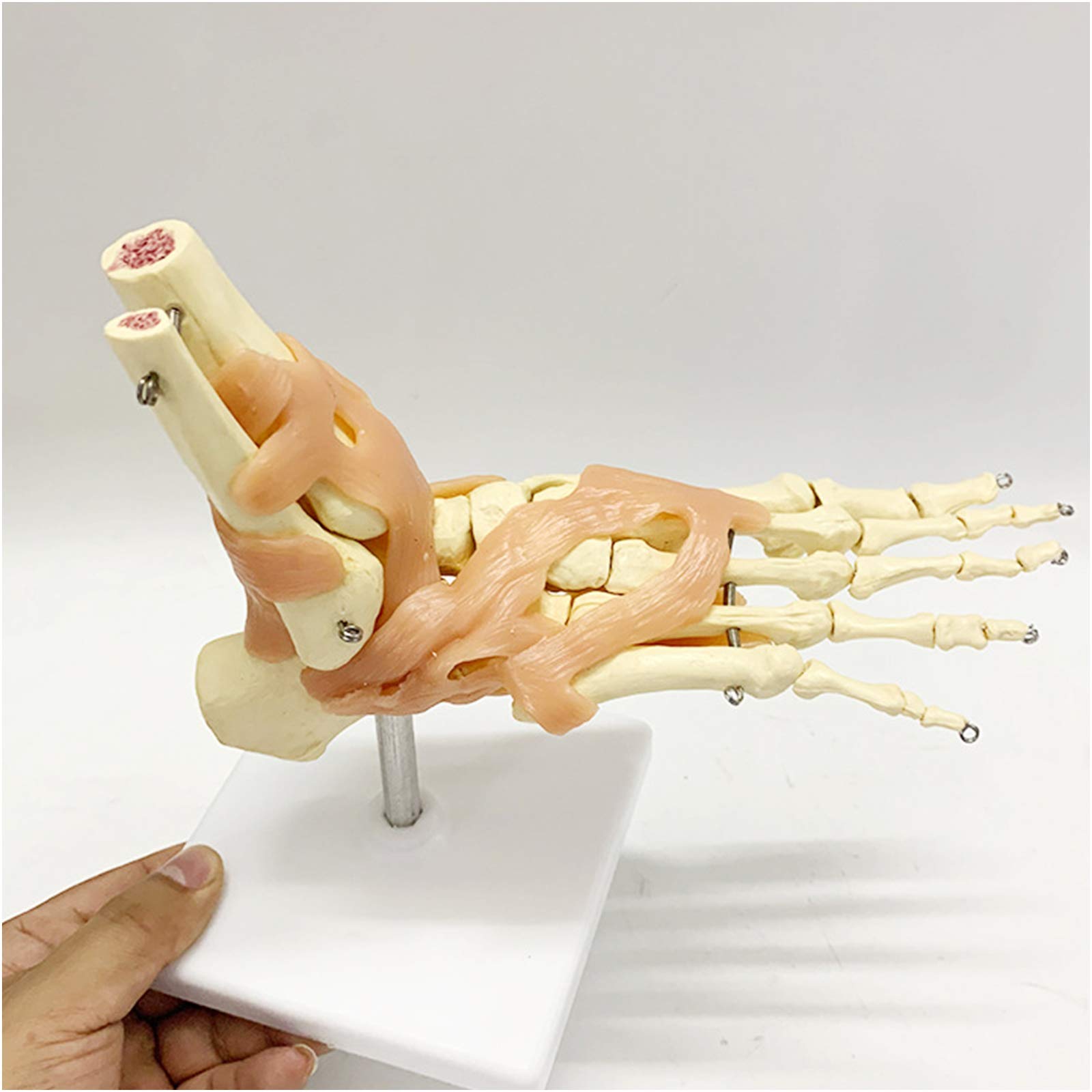 Sjdopulse A Foot Nd Nkle Joint Natomical Model - Life Size Human Foot Joint Skeleton Model Educational Model Human Foot Joints With Ligaments Model For Medical Educational Teaching (A)