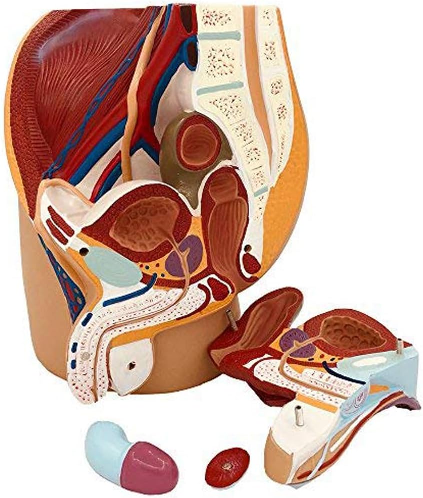 Male Internal and External Reproductive Anatomy Model 3 Parts Model of Male Pelvic Anatomy Pelvic Sagittal Section Model of the Genitourinary System Teaching Model