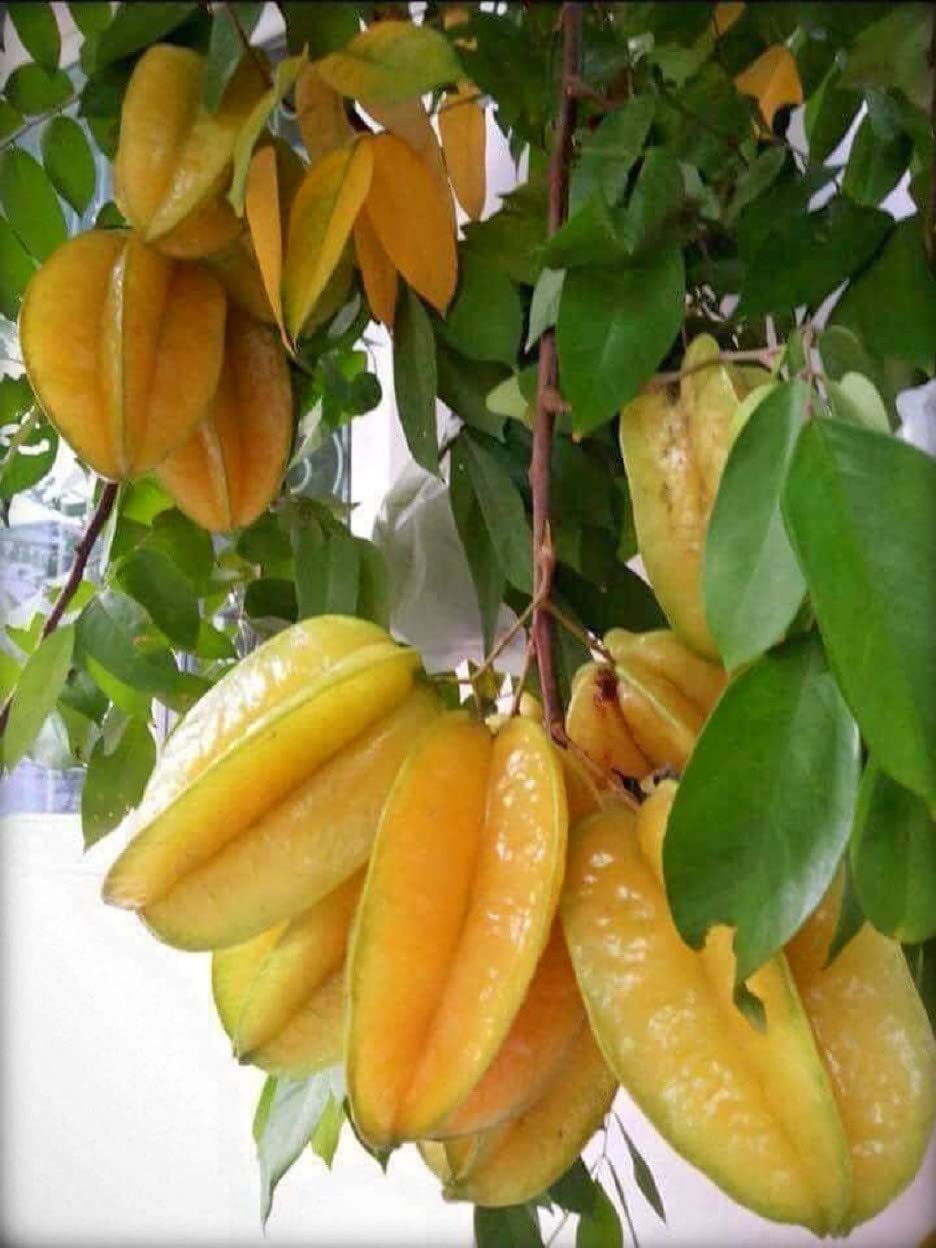 Ukanda Star Fruit Carambola Grafted PlantStar Fruit Hybrid Live Plant-Grafted All Time Sweet Variety [Sulav CF1501] (B0CPSL8NFP) Amazon Price History, Amazon Price Tracker