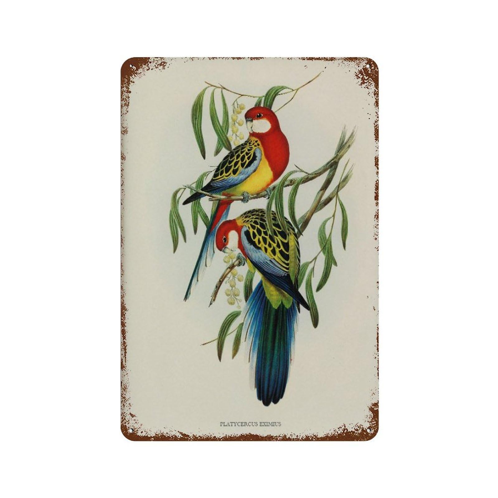 xiaoxiaoshen Vintage Rose-hill Parakeet Farmhouse Nursery Decor Wall Decor Art Metal Tin Poster Modern Home Decor Art Home Bar Shop Decorations Vintage Sign 30x20cm