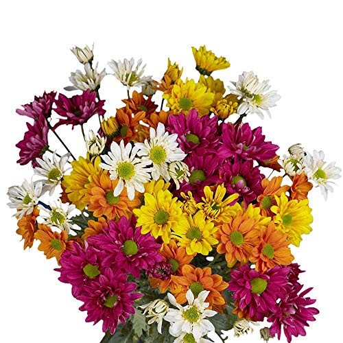 Top 10 Best Fresh Cut Daisies Reviews In 2023 Normal Park