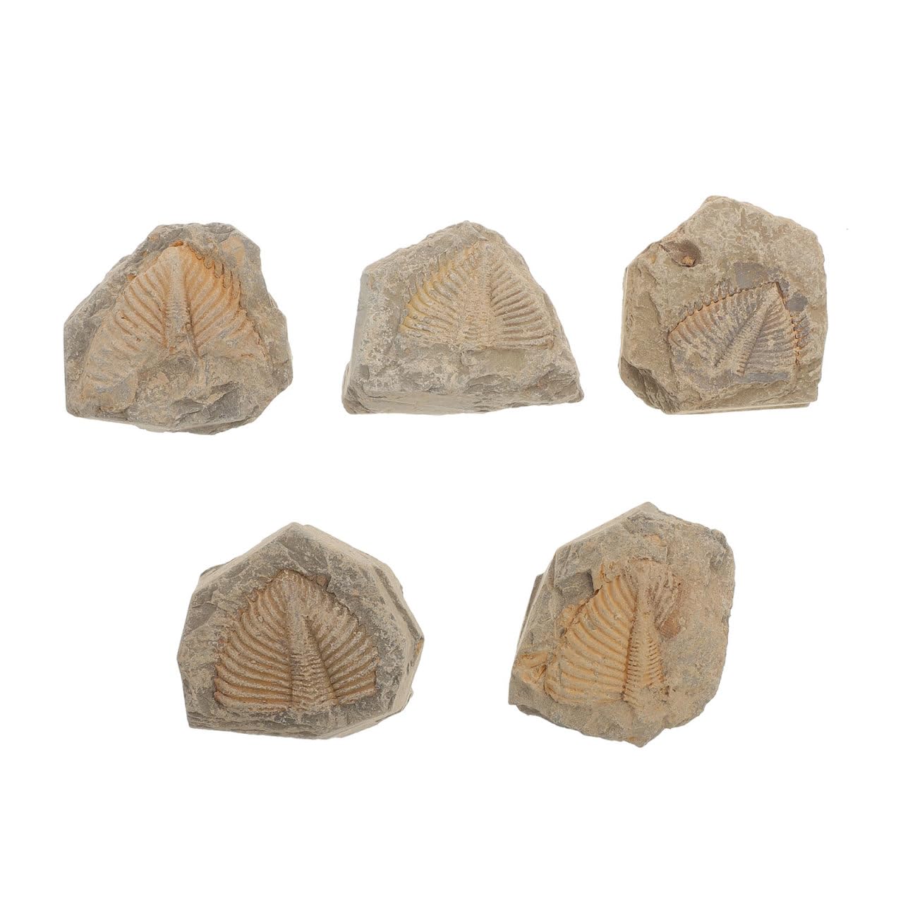 Abaodam 5 Stück Echte Trilobiten Fossilien Set, Natürliche Steinproben für Kinder, Paläontologie Lehrmaterialien und Sammler, Zufällige Formen