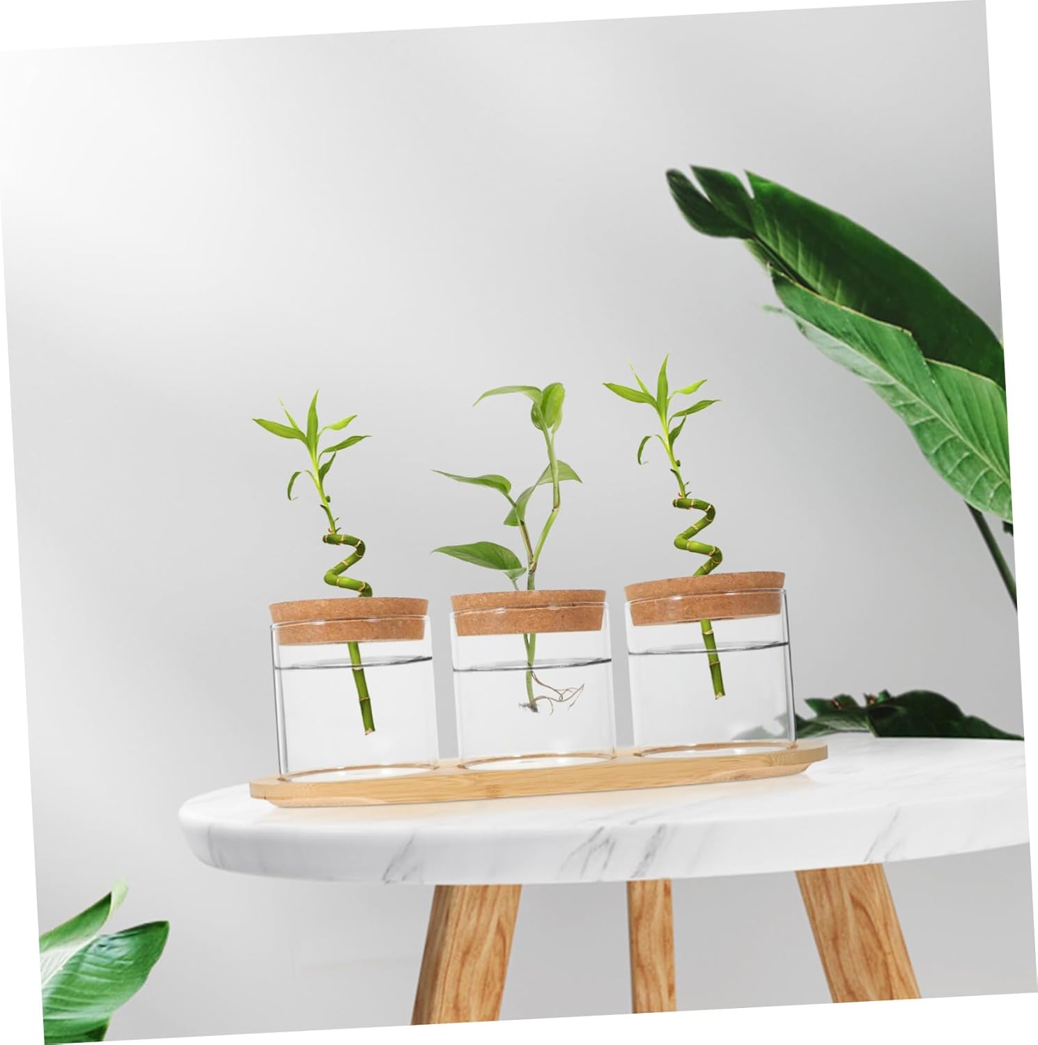 BESPORTBLE Hydroponic Glass Vase Set with Bamboo Stand Terrarium for Air Plants Decorative Water Planter for Home Office Decor Elegant Root Display